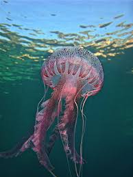 Resultado de imagen para medusa atacando